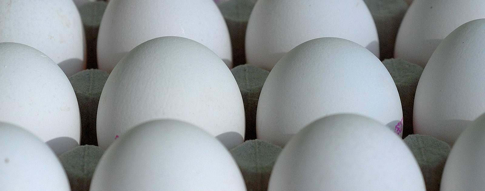 卵 – 環境と持続可能性