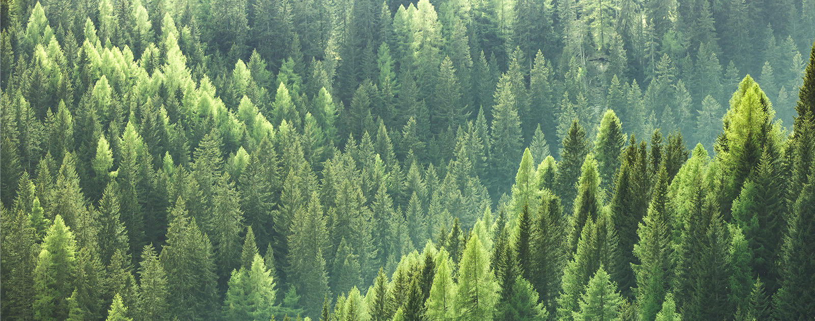 Alberi – Ambiente e Sostenibilità